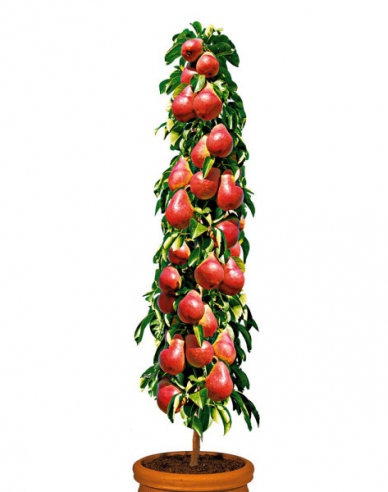 Par columnar ´Decora´, portaltoi Dula, ghiveci 5l