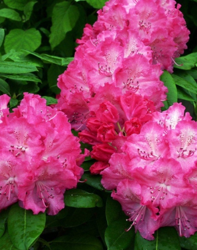 Rhododendron Germania