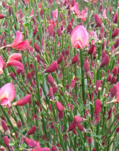 Cytisus ´Hollandia´