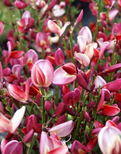 Cytisus ´Hollandia´