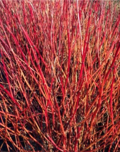 Cornus alba - Svidină albă ´Kelsey´