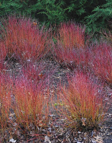 Cornus alba - Svidină albă ´Kelsey´