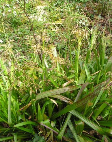 Luzula sylvatica ´Starmaker´