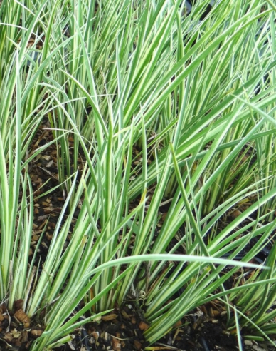 Acorus ´Argenteostriatus´