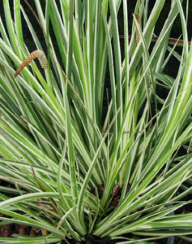 Acorus ´Argenteostriatus´