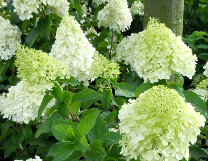 Hortensia Polar Bear