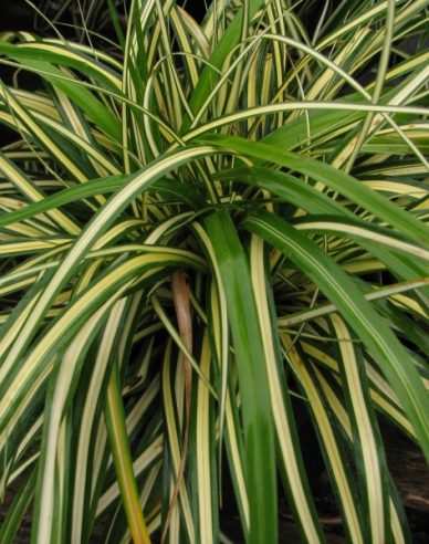 Rogoz "Aureovariegata