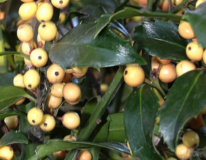 Ilex Meserveva ´Golden Girl´
