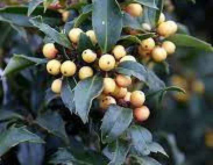 Ilex Meserveva ´Golden Girl´