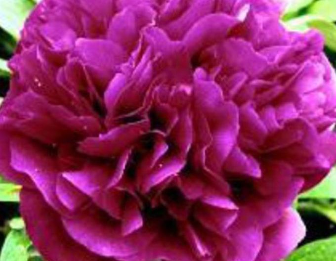 Bujor - Violet închis