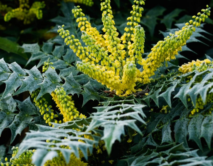 Mahonia middle ´Charity´