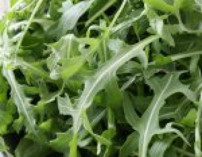 Rucola "Grazia