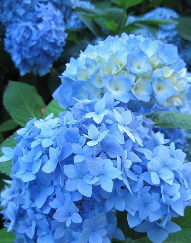 Hydrangea macrophylla Nikko Blue