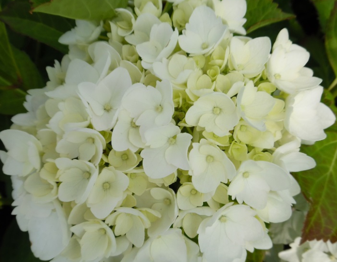 Hydrangea cu frunze mari Soeur Therese