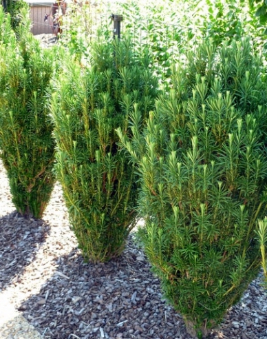 Cephalotaxus ´Fastigiata´