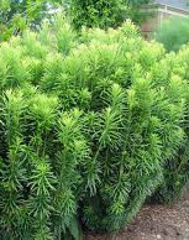 Cephalotaxus ´Fastigiata´