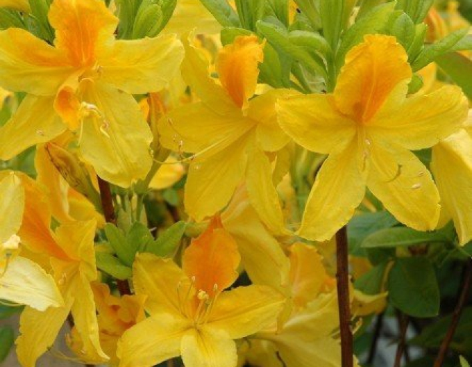 Azalea japoneza Goldtopas
