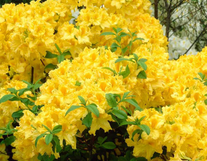 Azalea japoneza Goldtopas