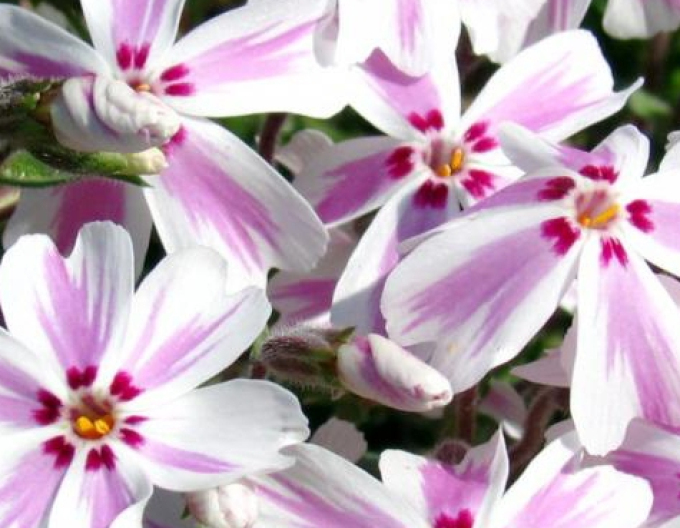 Flox "Candy Stripes