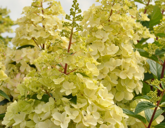 Hortensia "Lumânare