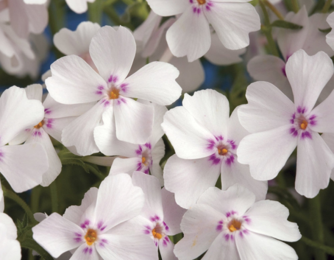 Flox "Amazing Grace Alb cu ochi