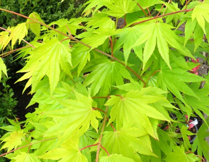 Arțar Shirasawan Summergold
