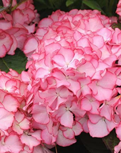 Hortensie de grădină ´Adula´