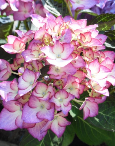 Hortensie de grădină ´Adula´