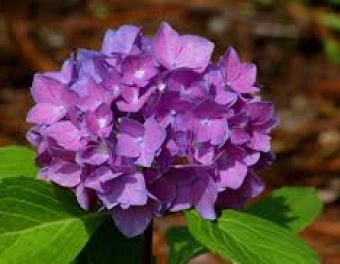 Hortensie cu frunze mari Baladia Purple