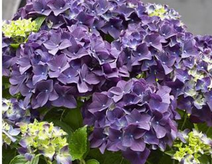 Hortensie cu frunze mari Baladia Purple