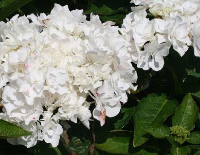 Hortensie cu frunze mari Coco