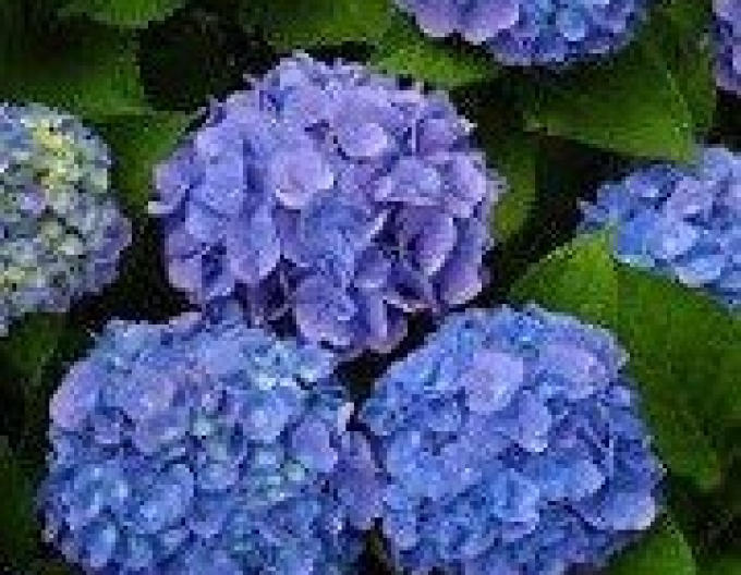 Hortensie cu frunze mari Albastru regal´