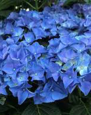 Hortensie cu frunze mari Albastru regal´