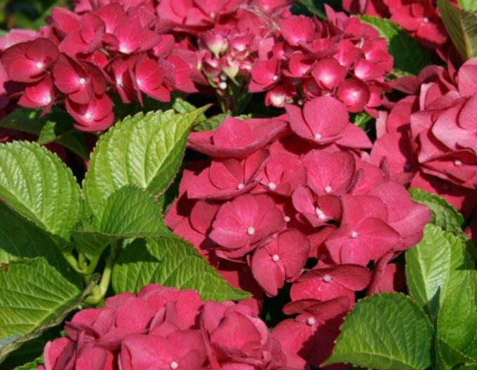 Hortensie rosie cu frunze mari´