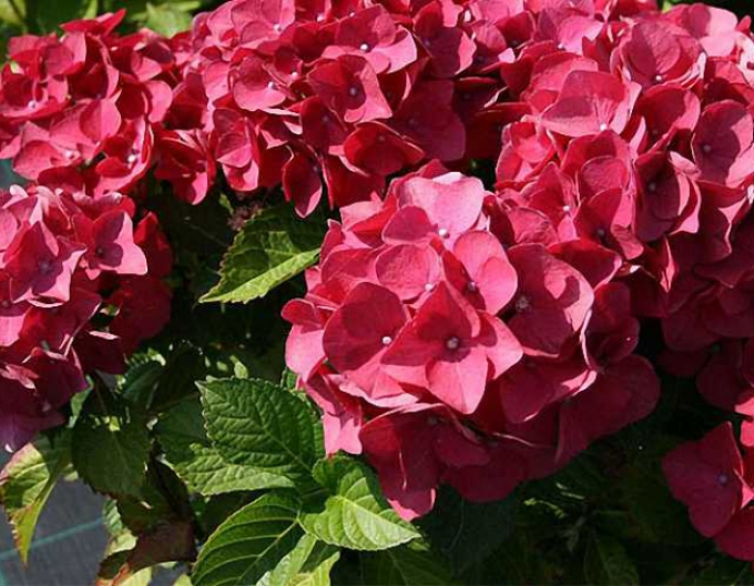 Hortensie rosie cu frunze mari´