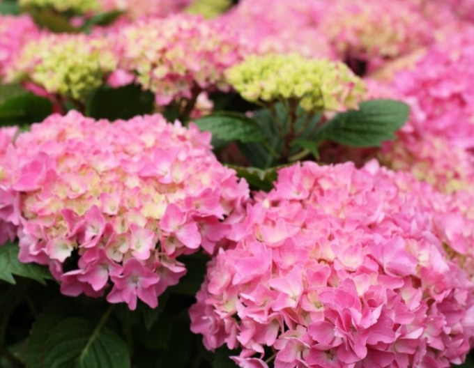 Hortensia ´Roz-verzuie