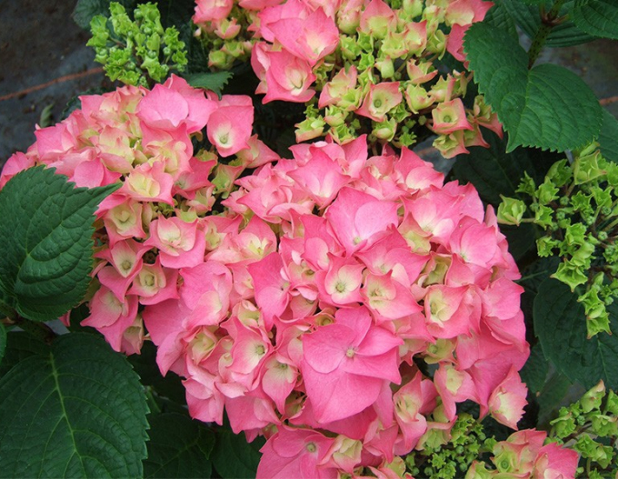 Hortensia ´Roz-verzuie