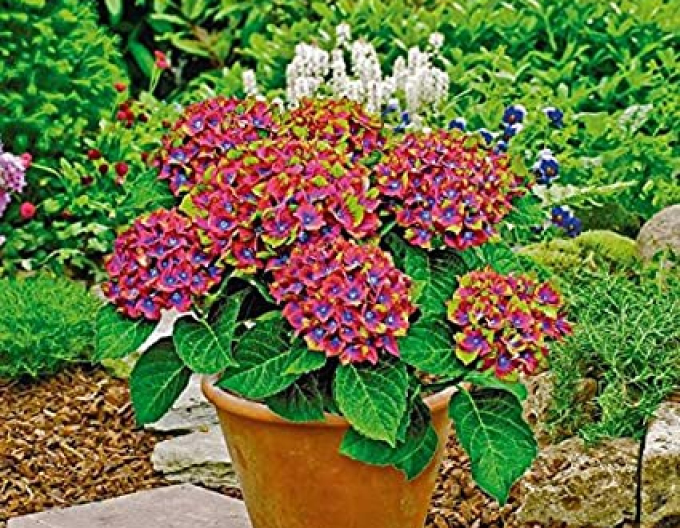 Hortensia cu frunze mari castelul- Wackerbath