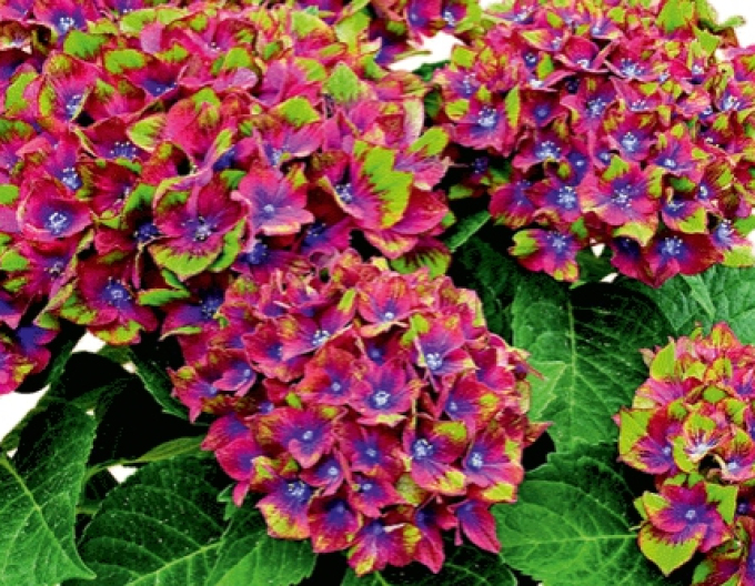 Hortensia cu frunze mari castelul- Wackerbath