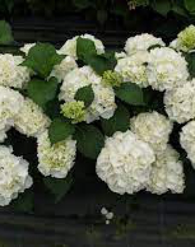 Hydrangea macrophylla Snowball