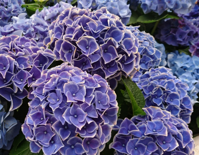 Hortensia-dantelă albastră