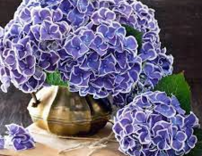 Hortensia-dantelă albastră
