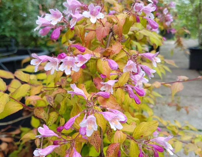 Cornus frumos ´Maradco´