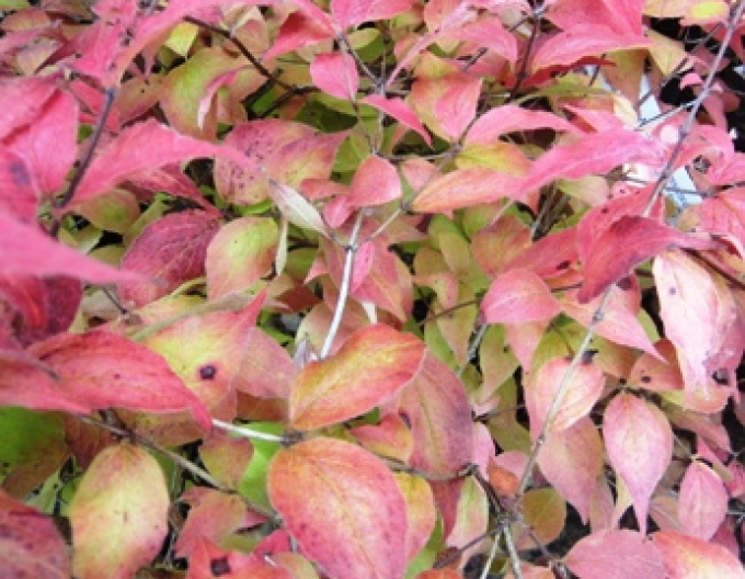 Cornus frumos ´Maradco´