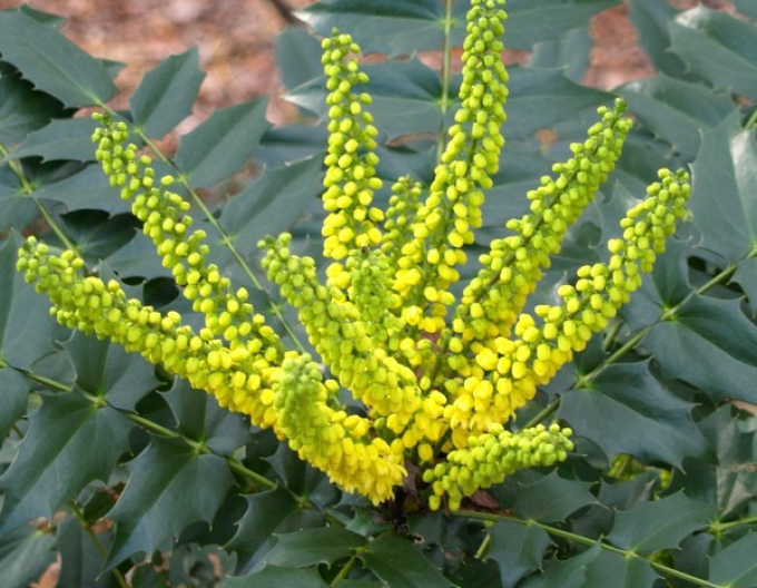 Mahonia  ´Winter Sun´