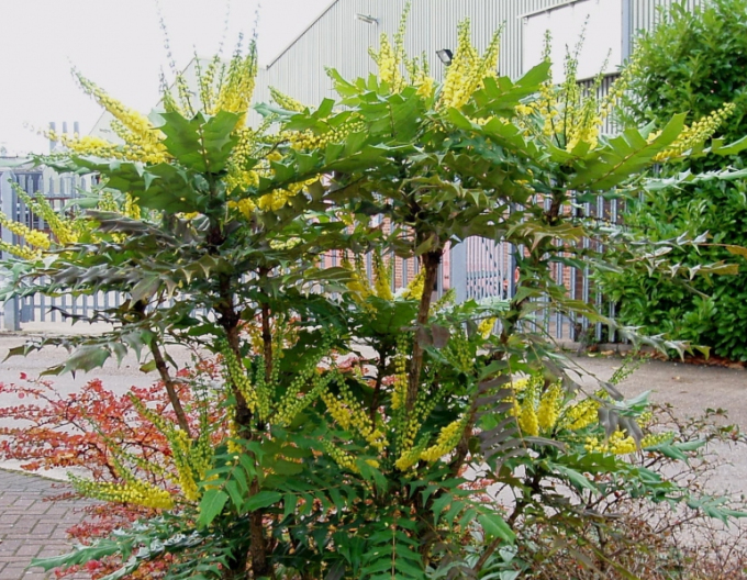 Mahonia  ´Winter Sun´