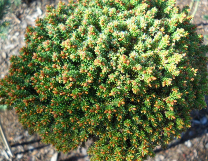 molid ´Boruvka´