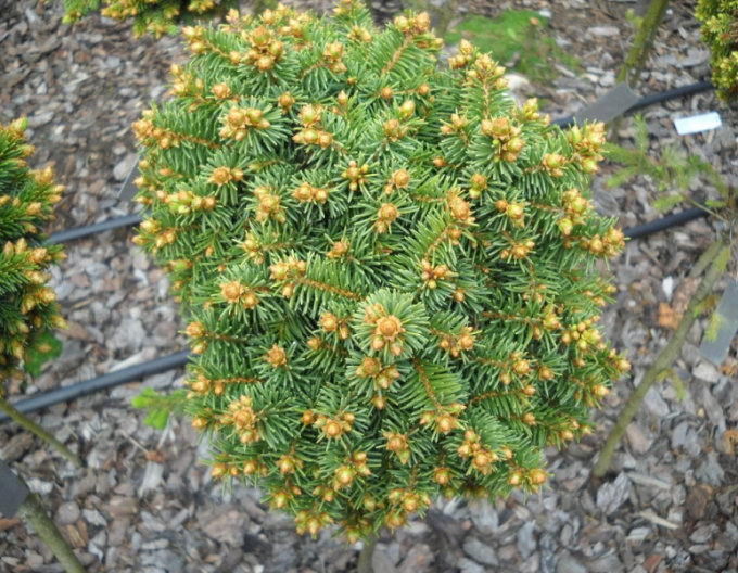 molid ´Boruvka´