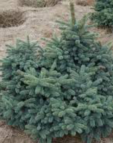molid ´Waldbrunn´