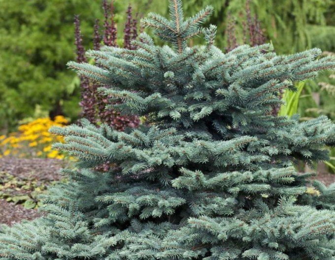 molid ´Waldbrunn´